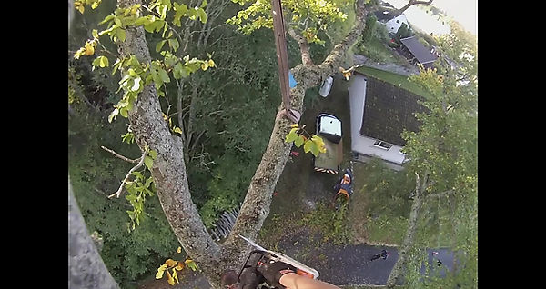 Tree Removal in Inverness.